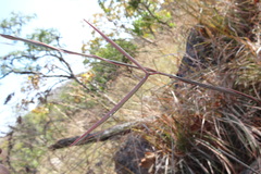 Ceropegia pullaiahii